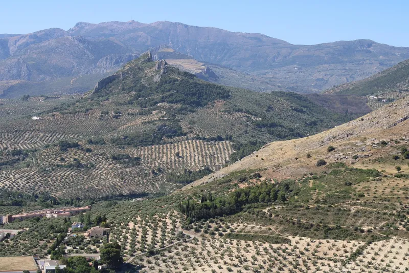 Laderas de Jaén cubiertas de olivos, con la sierra al fondo